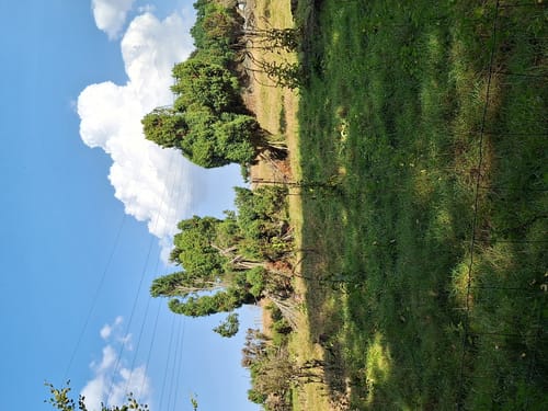 Kappleifelsentour (Traumschleife)