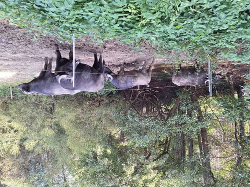 Kappleifelsentour (Traumschleife)
