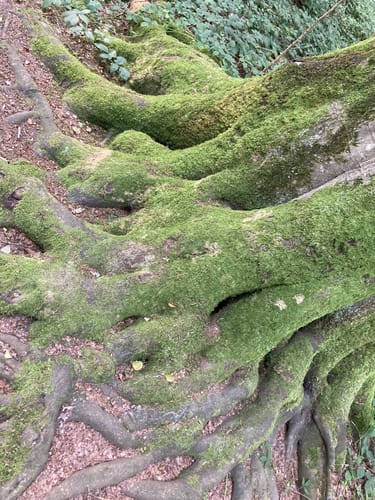 Durch den Eichwald