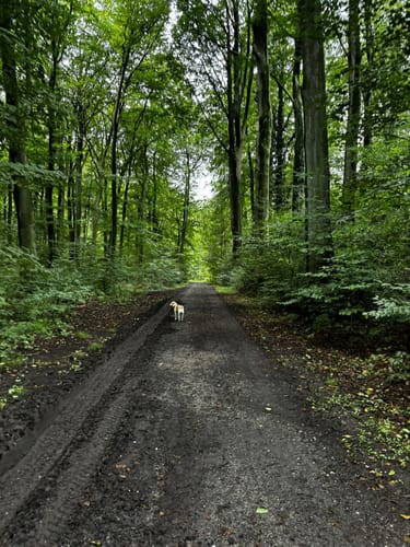 Koellnischer Wald