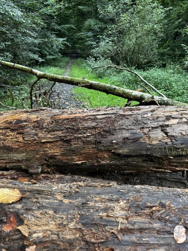 Koellnischer Wald