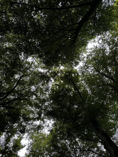 Koellnischer Wald