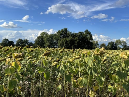 Ökumenischer Pilgerweg Etappe 12: Kleinliebenau - Merseburg
