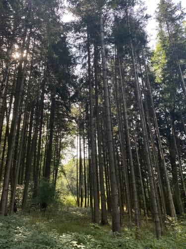 Löwenpfad Höhenrunde
