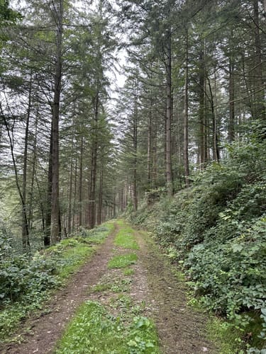 Neuer-Burg-Weg (NaturWanderPark)