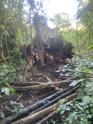 Naturschutzgebiet Alte Leine  ab Grasdorf