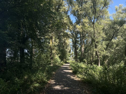 Sentier d'interprétation : L'homme et le Rhin, des vies en commun