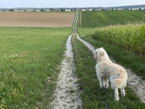Runde bei Schierling