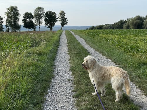 Runde bei Schierling