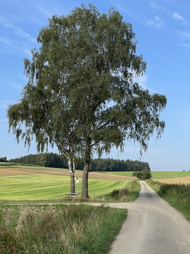 Runde bei Schierling