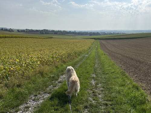 Runde bei Schierling