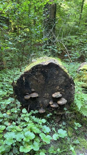 Ungeheuerklamm-Runde von Untergrombach