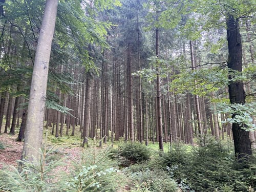 3 Tannen Weg