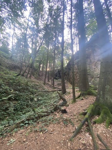 3 Tannen Weg