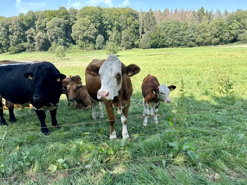 Wanderweg bei Nordenstadt