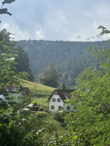 Heidelbeerweg (Premiumwanderweg)