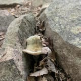 Raven Rocks via Appalachian Trail, Virginia - 6,480 Reviews, Map ...