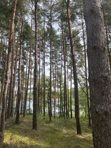 Wildnispfad auf den Stiftungsflächen Lieberose
