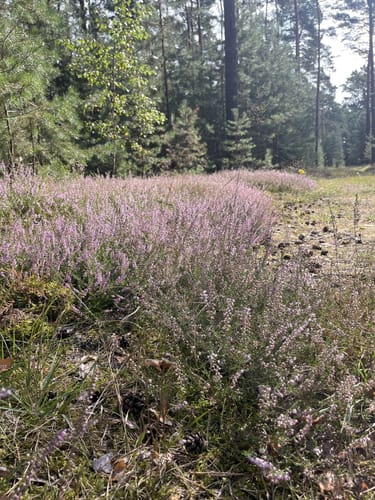 Wildnispfad auf den Stiftungsflächen Lieberose