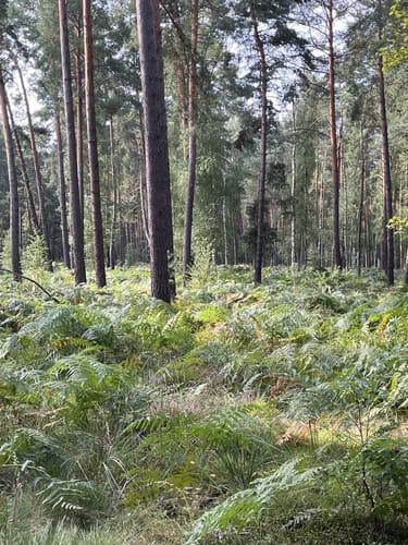 Wildnispfad auf den Stiftungsflächen Lieberose