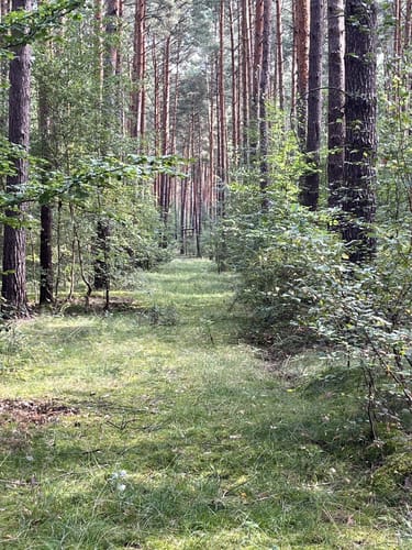 Wildnispfad auf den Stiftungsflächen Lieberose