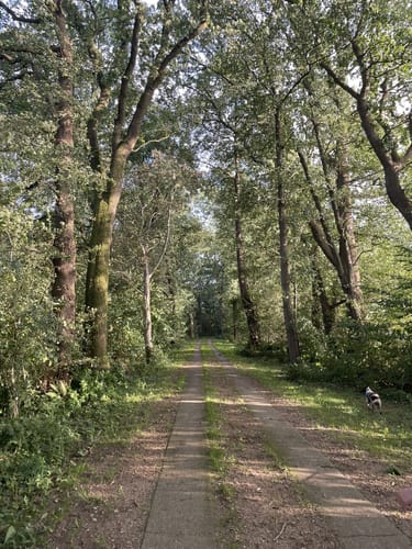 Hohenlockstedt durch dem Holsteinerwald