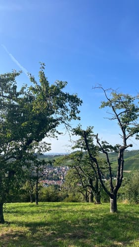 Um die Katharinenlinde