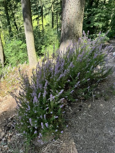 Eiswoog Bockbachtal