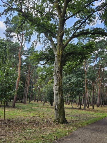 Kaarst Vorster Wald