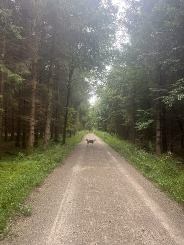 Zur Lourdesgrotte