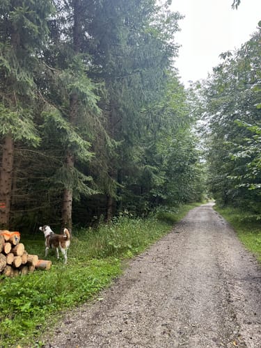 Zur Lourdesgrotte