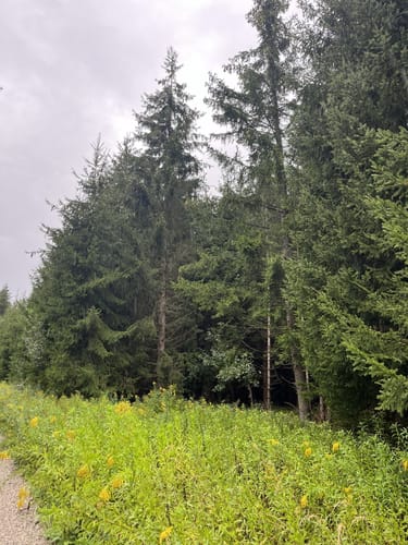 Zur Lourdesgrotte