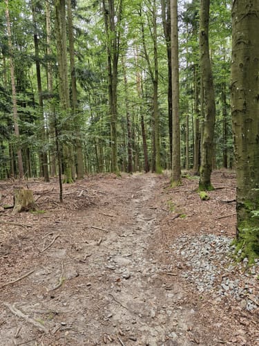 Muckenthal: Feuersalamander-Tour