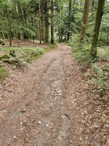 Muckenthal: Feuersalamander-Tour