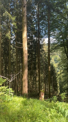 Im Ellenbachtal