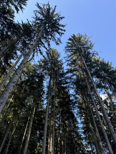 Im Ellenbachtal