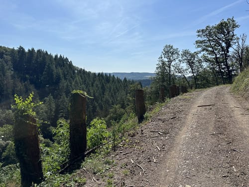 Kammerwald zur Königseiche
