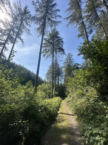 Kammerwald zur Königseiche