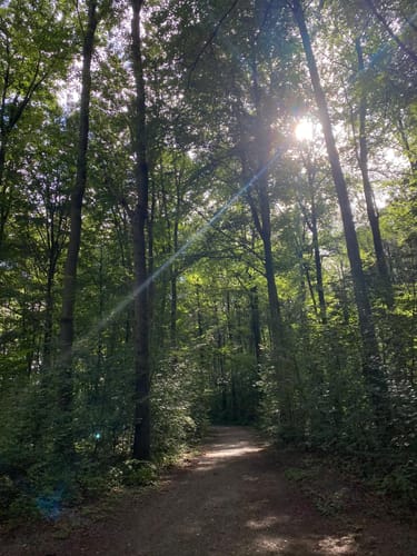 Forstwald Rundweg A1