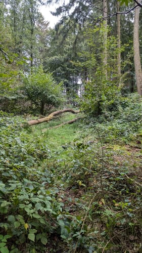 Tarbeker Moor und Muggesfelder See ab Muggesfelde