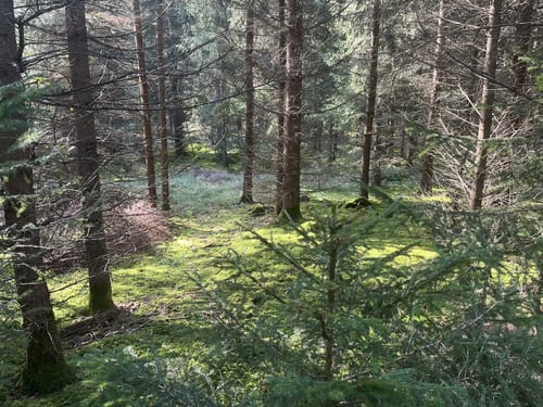 Wildmoos und Görbelmoos ab Neugilching