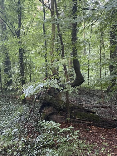 Wehdem Rundwanderweg A5