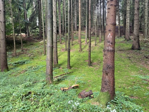 Wehdem Rundwanderweg A5