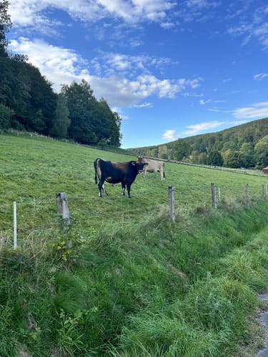 Kammwanderung auf historischem Weg durch pilzreiche Wälder