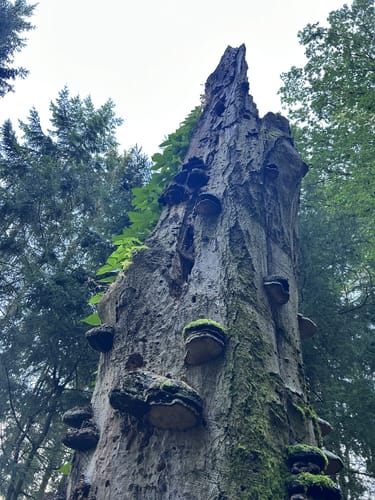 Kammwanderung auf historischem Weg durch pilzreiche Wälder