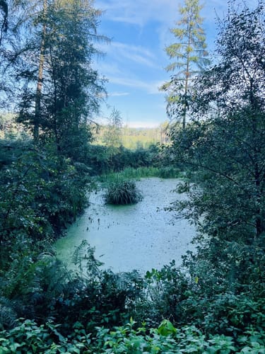Kranenburg: Durch den Reichswald (A5)
