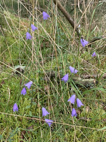 Broicher Wald Rundweg