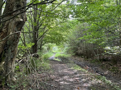 Eggeweg Etappe 2: Bad Driburg - Grunewald