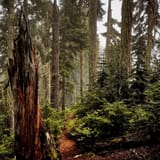 Johnson Ridge Trail, Washington - 287 Reviews, Map | AllTrails