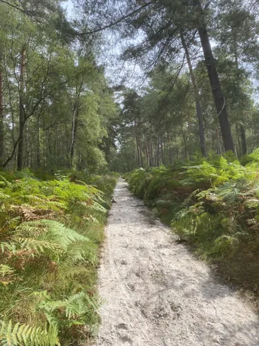 Thiers-sur-Thève : les meilleures randonnées en forêt | AllTrails